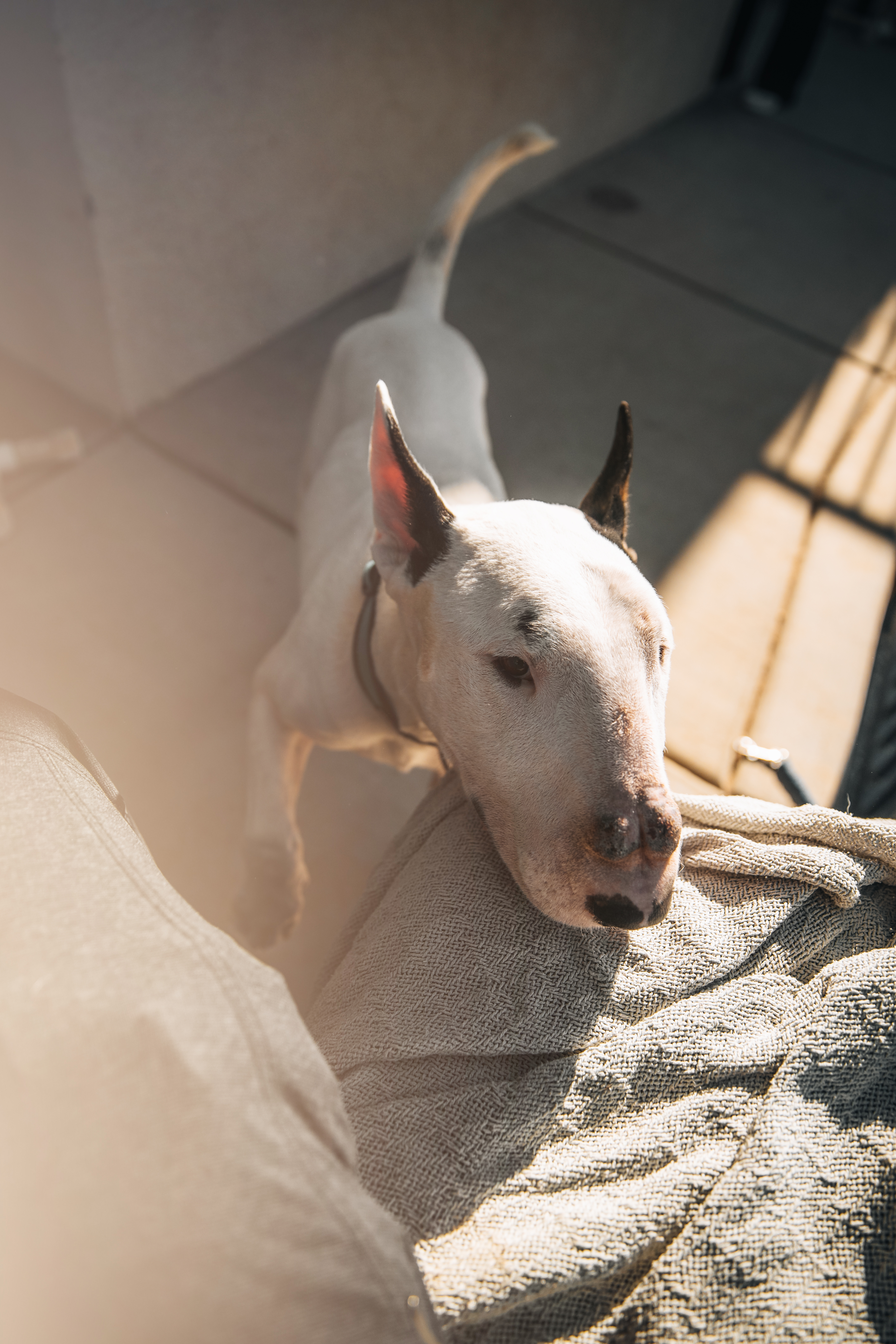 Bull Terrier portrait